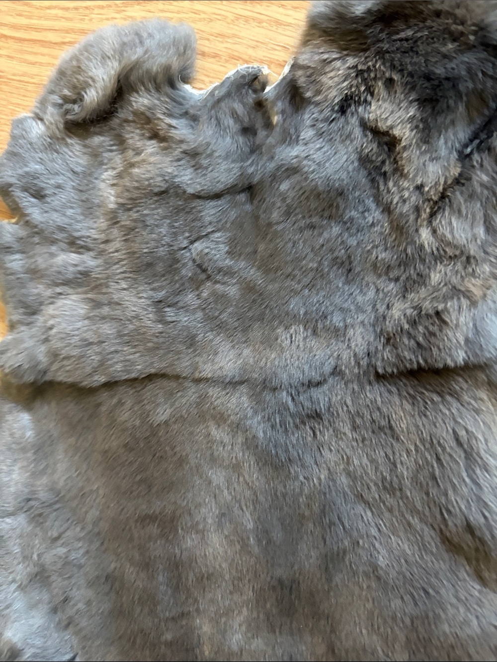 B0080 Rex rabbit hide - Picture 2 of 3